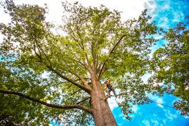 Best Storm Damage Tree Cleanup  in Denver, CO