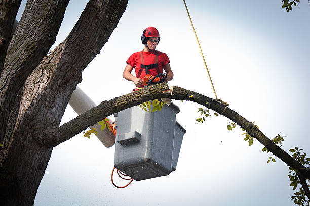 Professional Tree Removal in Denver, CO