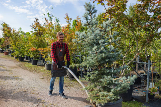  Denver, CO Tree Removal Pros