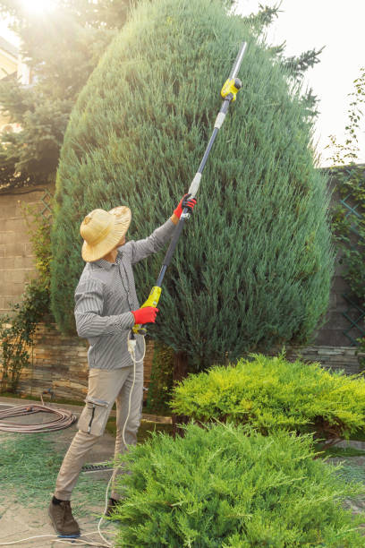 Best Lawn Renovation and Restoration  in Denver, CO