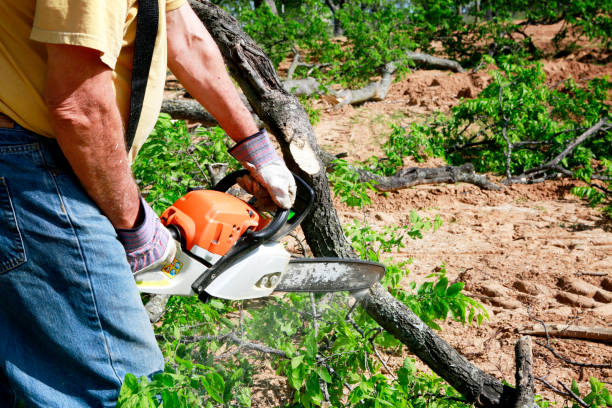 Best Tree Removal  in Denver, CO